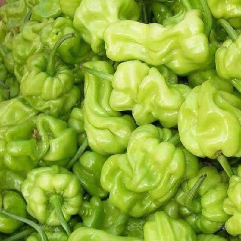云南红河新鲜皱皮辣椒3斤装 虎皮青辣椒清脆圆椒蔬菜包邮