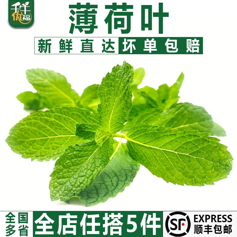 【】新鲜薄荷叶500g留兰香食用茶烘焙点缀莫吉托调酒装饰