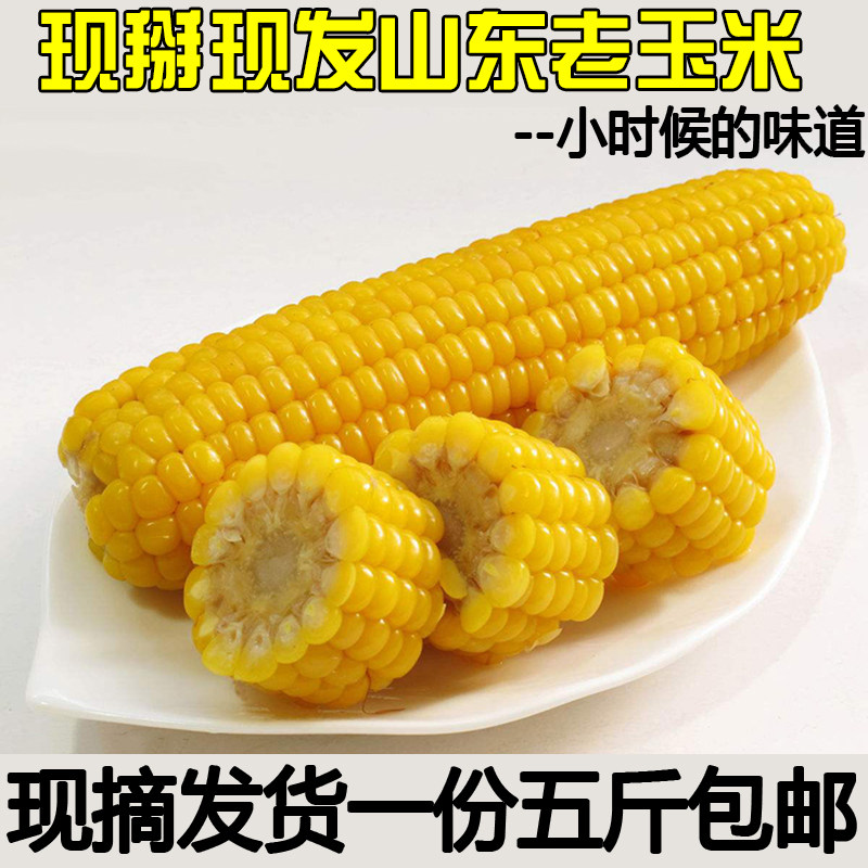 山东老玉米新鲜笨玉米苞米棒新鲜农家特产黄玉米非甜非糯五斤包邮