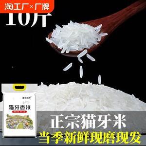 热销正宗猫牙香米广西寿乡上林特产农家晚稻籼米新米细长大米10斤