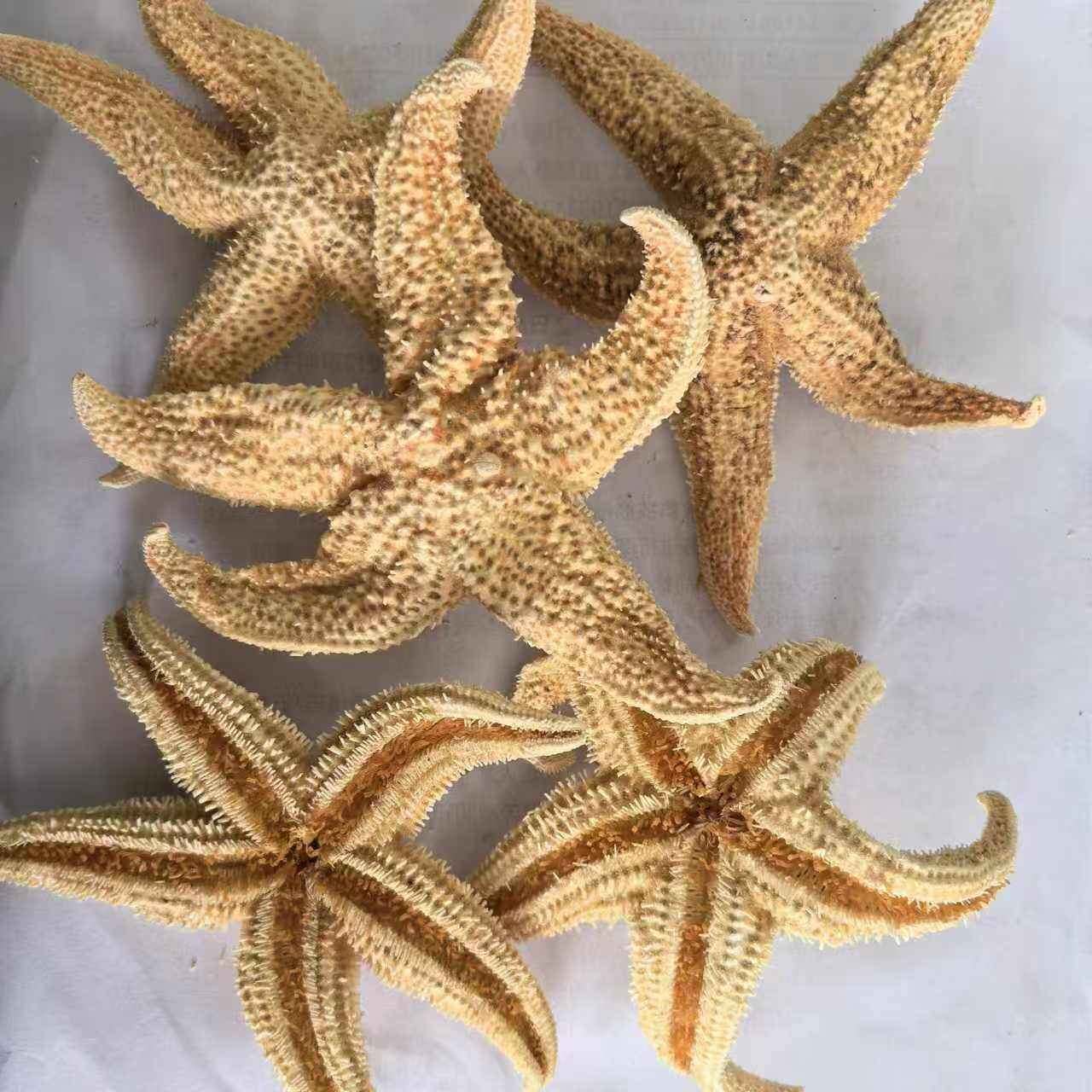 海星干天然海星食用海星海盘车五角星泡酒煲汤中药材50元500g包邮