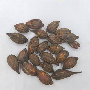 焦栀子 炒枝子 焦山栀子 焦山栀 中药材批发 500g包邮