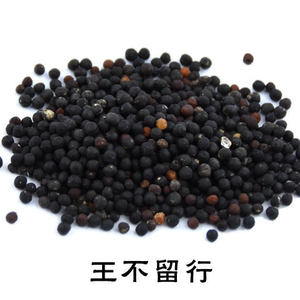 王不留行籽 5斤包邮 王不留行子 流行子 中草药材 500g克