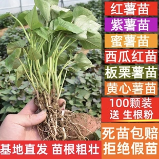 一点红苗秧100颗 紫心冰淇淋番薯食叶型带根蔬菜苗地瓜红薯苗种植