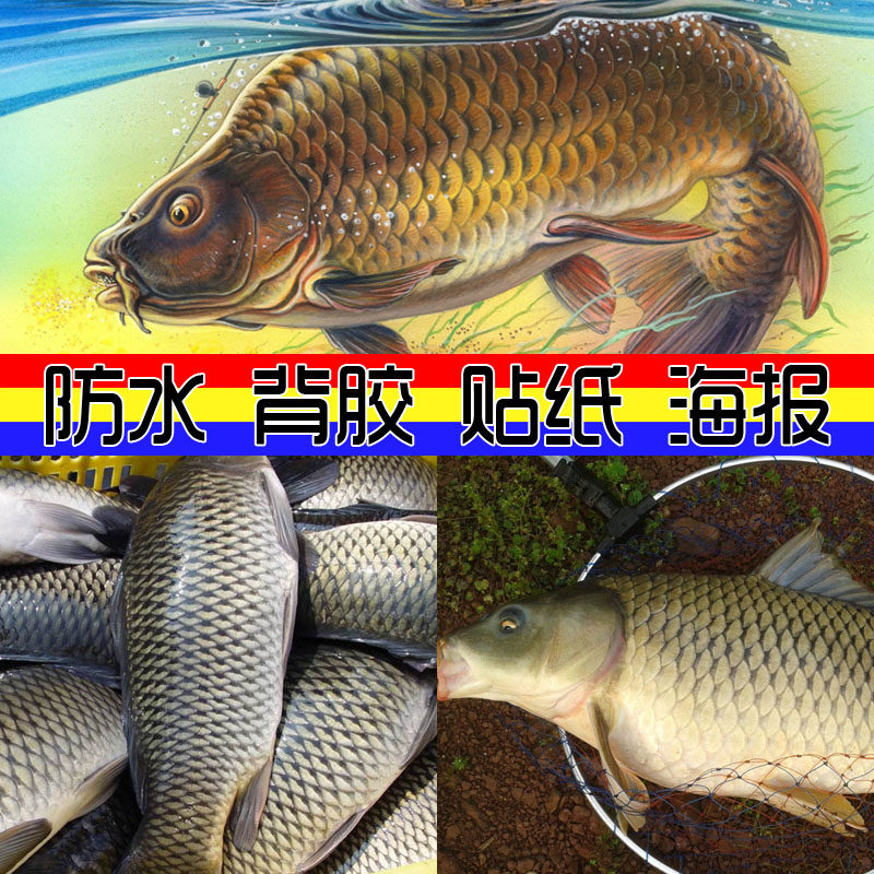 装饰画 售鱼海报 淡水鱼河虾写真喷绘图 鲤鱼草鱼鲫鱼壁纸贴画图