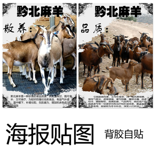 海报贴画黔北麻羊动物墙壁防水装饰图案羊肉馆店铺墙壁纸