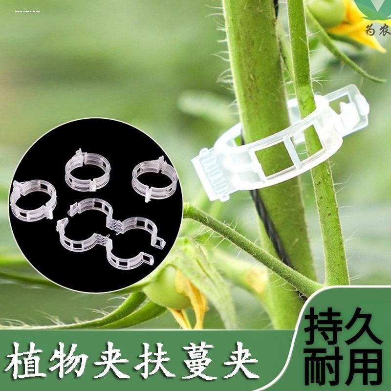 绿植果树植物固定夹卡扣藤蔓固定器秧苗爬藤支撑杆果蔬苗木固定器
