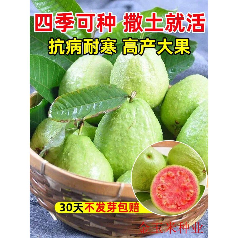 番石榴种子正宗红心芭乐种籽四季种植高产易活阳台庭院盆栽果树苗