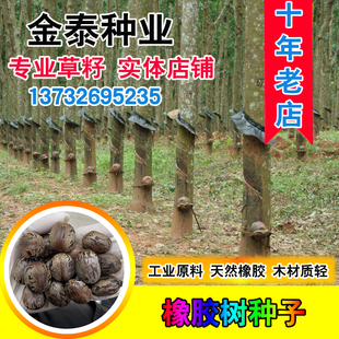 丰富天然橡胶籽大戟乳汁三叶花纹美观树种橡胶树种子工业原料胶