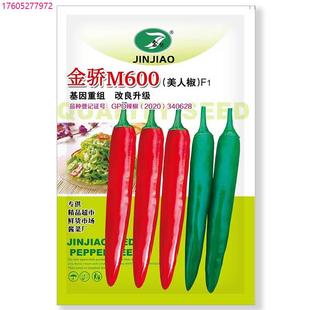 金骄M600 美人椒种子中早熟杂交高产海花红辣椒种籽较大型辣椒孑