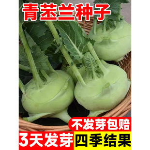青苤兰种子紫苤蓝种籽高产球茎水果甘蓝种子四季盆栽耐寒蔬菜种子