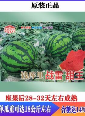 钱库里战雷甜王西瓜种子抗病高产短椭圆形耐裂西瓜种子南北方春播