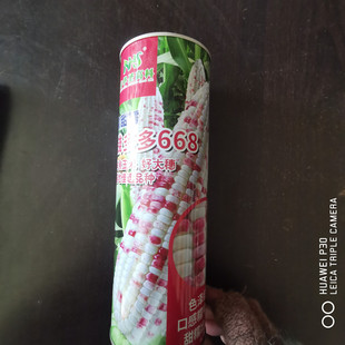 钱多多668彩甜糯玉米种子甜加糯鲜食彩糯玉米种籽南方北方春秋播