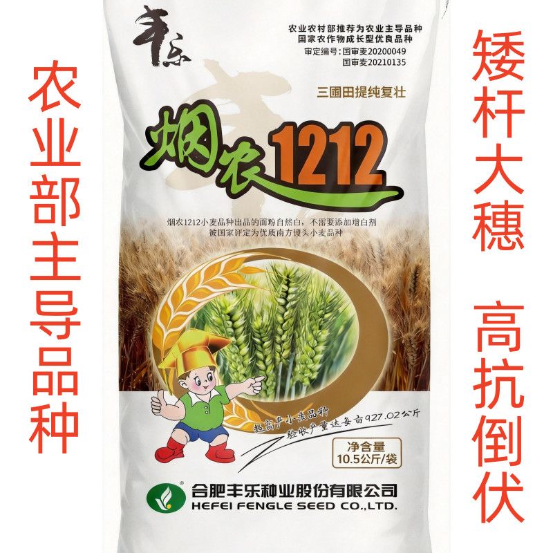 国审正品小麦种丰乐烟农1212抗冻矮杆大穗抗寒抗旱分蘖好高产麦种