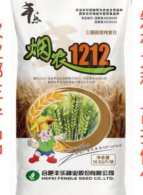 国审正品小麦种丰乐烟农1212抗冻矮杆大穗抗寒抗旱分蘖好高产麦种