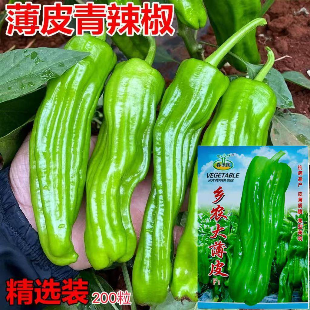 乡农大薄皮辣椒种子早熟大果薄皮椒种籽微辣皮薄长灯笼型蔬菜种子