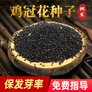 鸡冠花种子材花卉种籽种苗抗旱盆栽室外种植扇形花一年生