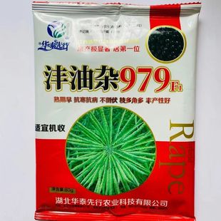 油菜种子沣油杂776 沣油杂979油菜种子矮杆抗病抗倒伏油菜籽种子