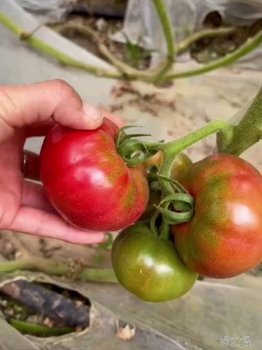 酸甜果种籽甜粉铁皮番茄番茄金顿种子草莓孑柿子番茄口感种子