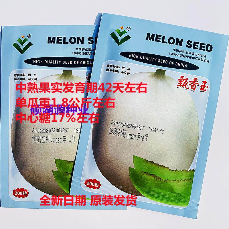 荃银高科甄香玉甜瓜种子中熟薄皮圆形果皮淡绿白色绿瓤肉厚香瓜籽