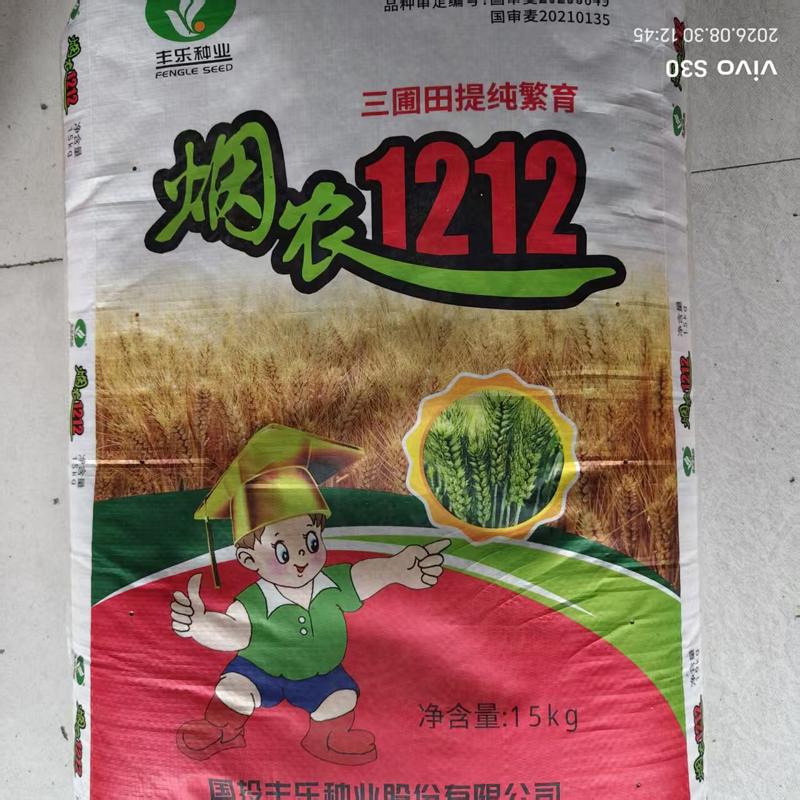 国审烟农1212小麦种子抗倒抗冻分蘖强精选小麦种秋播