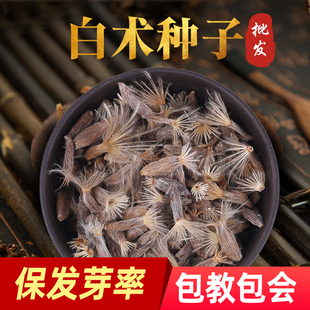 白术种子种苗高产量高收益材种籽国产春季种植简单方便快