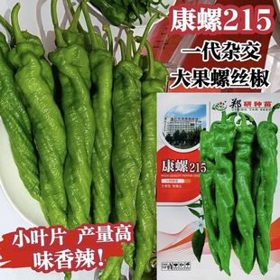 郑研种苗康螺215螺丝椒种子杂交高产大果香辣羊角椒种籽春秋季 播