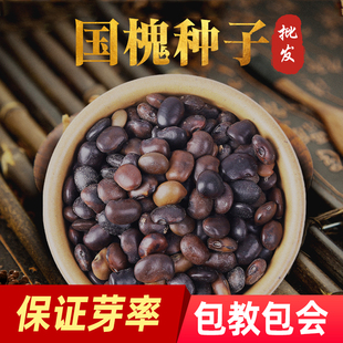 精选国槐种子树苗新产速多年生国槐籽林木刺槐紫穗槐树种药用食用