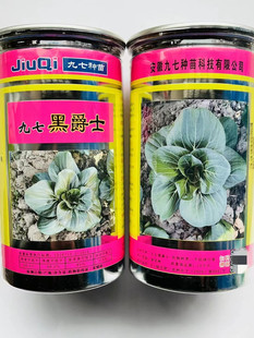 苏州青杂交青菜种子肉厚油量墨绿苏州青南北方春夏秋冬季 蔬菜种子