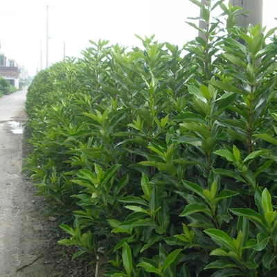金叶大小叶女贞种子金森水蜡大叶黄杨法国冬青珊瑚树树卫矛种子