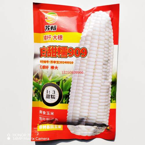 白甜糯909加甜糯玉米种子甜软糯香甜白玉米种籽高产抗病春夏秋播
