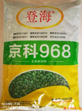 京科968玉米种子抗病高产白轴大棒抗旱耐涝抗倒春夏季播