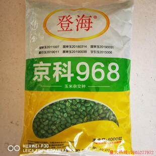 京科968玉米种子抗病高产白轴大棒抗旱耐涝抗倒春夏季播