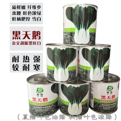黑天鹅杂交黑叶白小青菜种子小白菜种籽高产抗病耐热耐寒蔬菜种孑