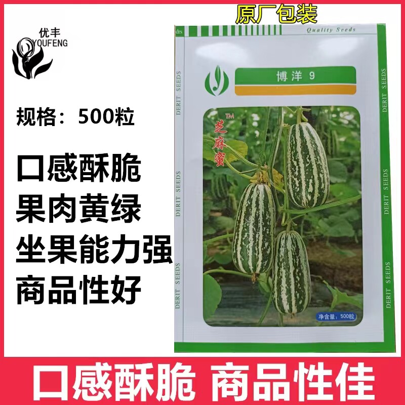 天津德瑞特博洋9号甜瓜种子芝麻蜜甜瓜白绿花皮甜瓜春大棚温室播