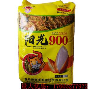 900粳稻种子早中熟常规水稻种籽无芒谷粒椭圆形北方春夏播种