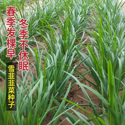 根菜籽韮根苗孑宽叶籽种韭菜盆栽蔬菜小叶子苗种籽大叶种子