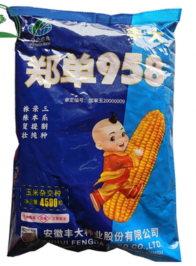 国审丰大郑单958玉米种子大田杂交玉米种籽玉米种三系制种4500粒