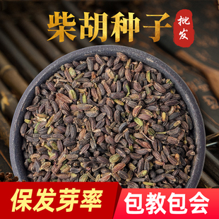 柴胡种子抗旱黑柴胡中草药种籽种苗省人工四季 种植林地玉米地套种