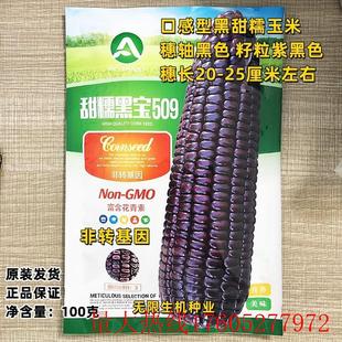甜糯黑玉米种子黑宝508 509甜糯玉米种籽高产抗病鲜食黑玉米