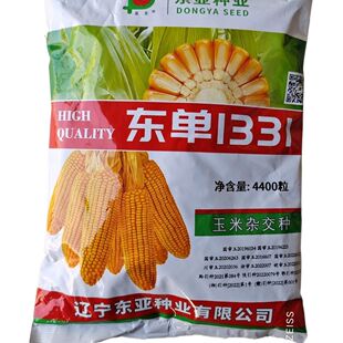 东单1331玉米种子,每袋4400粒,耐密抗倒伏,耐高温不花粒