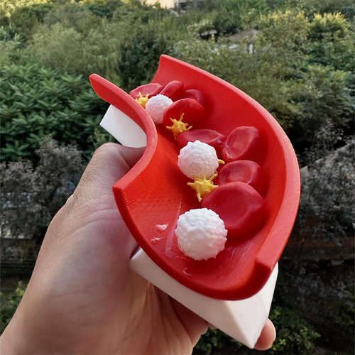 血液循环模型血管壁构造立体初高中护理专业作业教学3D打印细胞