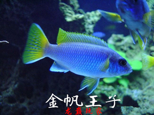 三湖慈鲷鱼马鲷A属孔雀金帆王子热带鱼观赏淡水鱼宠物鱼活体进口