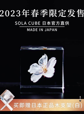 日本进口sola cube限量樱花标本树脂立方体桌面摆件创意礼物