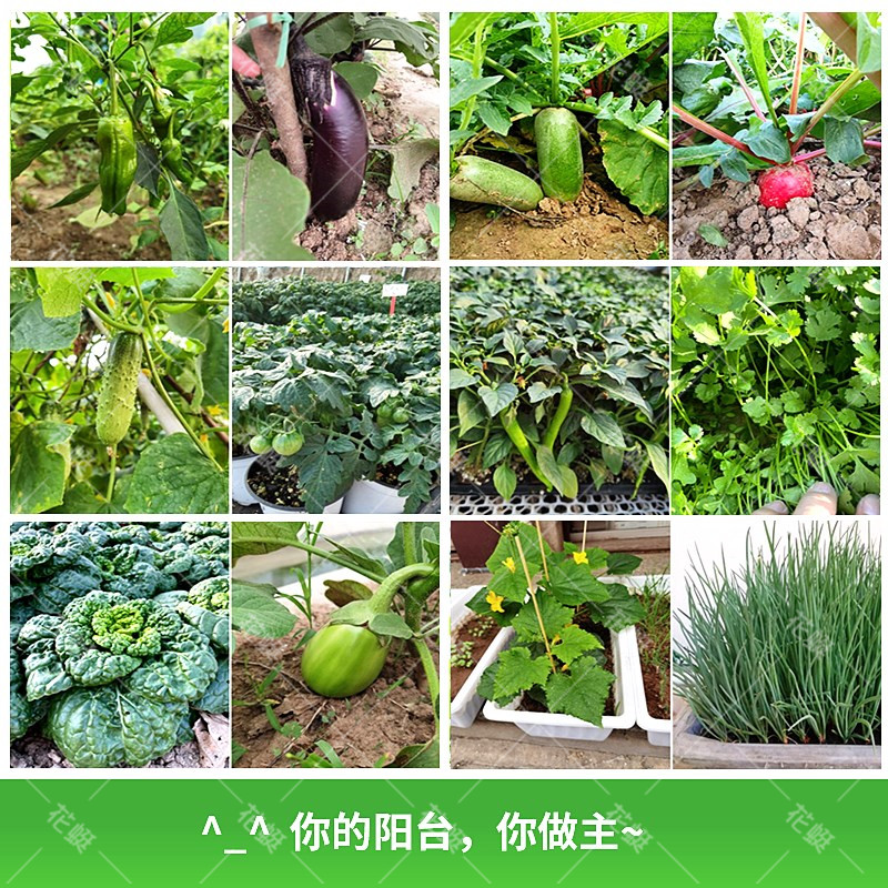 花蜓四季种植蔬菜种子