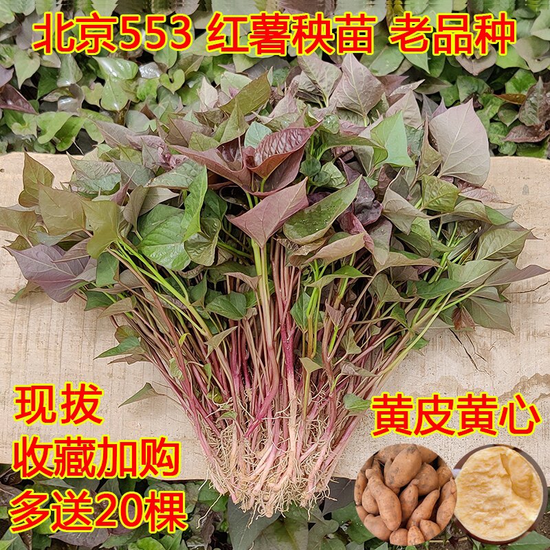 卢龙老品种北京553红薯薯苗黄皮地瓜正宗黄心当季直发四月底发