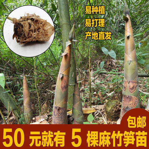 麻竹包邮丛生竹鼠甜竹西牛竹子苗