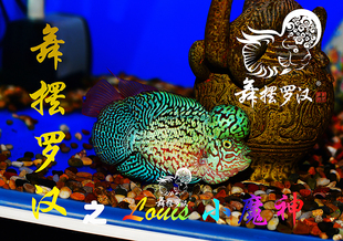 舞摆罗汉鱼 鸿运当头 德萨斯 红马骝 /金花之Louis小魔神