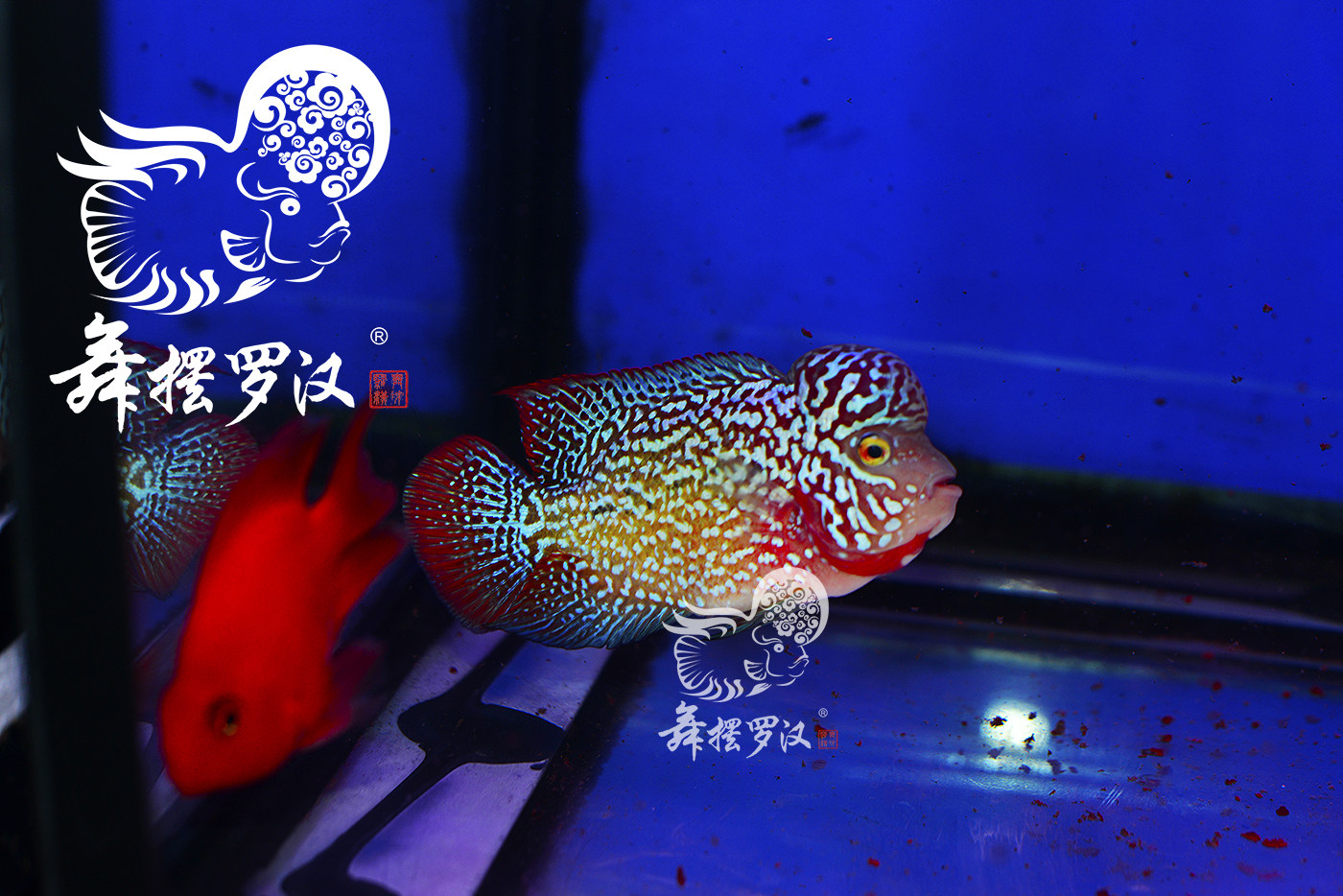 已售/舞摆罗汉鱼活体 鸿运当头 金花 红马骝 德萨斯 /蛇纹线2129