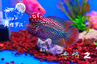 已售/舞摆罗汉鱼活体 鸿运当头 红马骝 红马骝 德萨斯  金花/赤焰